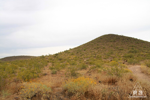 042 Thunderbird Conservation Park ~命がけの探検~_c0211532_520672.jpg