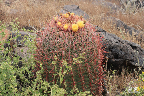042 Thunderbird Conservation Park ~命がけの探検~_c0211532_5482590.jpg