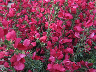 c0195439_0242247.jpg