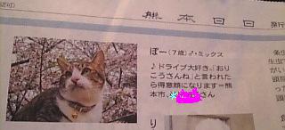 小籠包猫 ぽー編。_a0143140_2112087.jpg