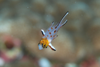 ゼロ戦が食われる、、、。続・幼魚パラダイス！_b0186442_203254.jpg