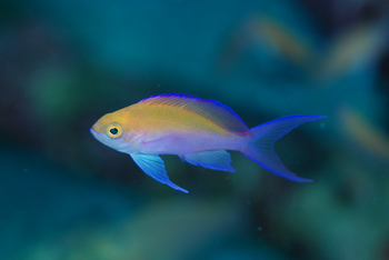 ゼロ戦が食われる、、、。続・幼魚パラダイス！_b0186442_203672.jpg