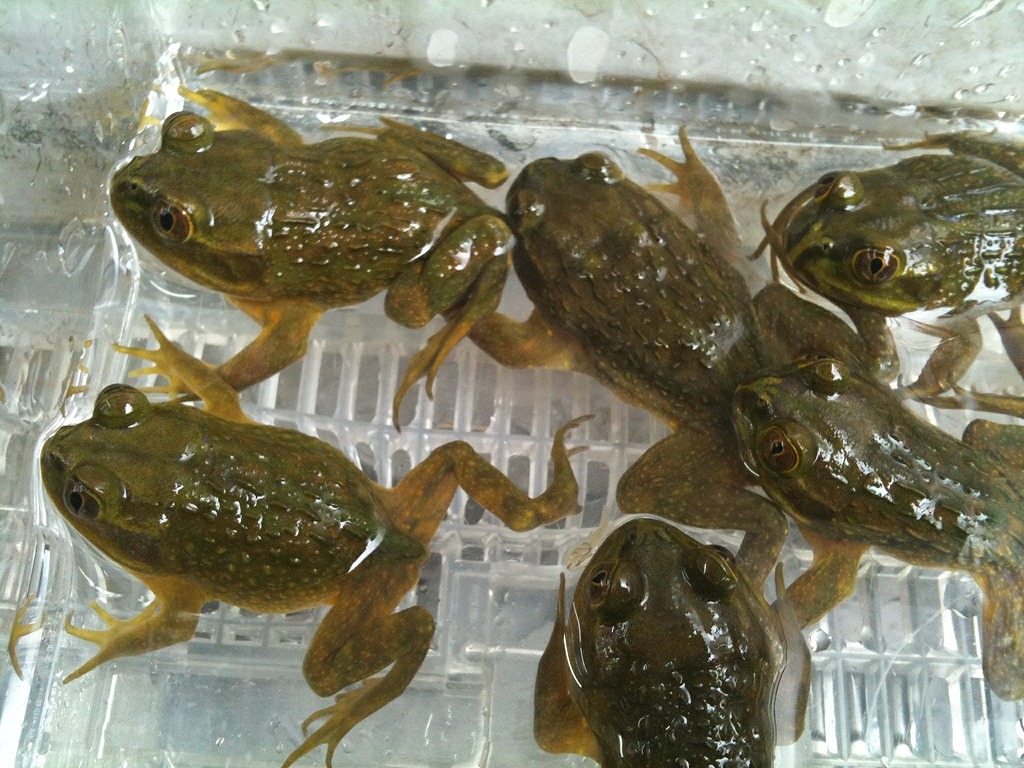 Calyptocephalus Gayi 同物異名 みなと店発 ペポニまねーじゃーブログ Calyptocephalus Gayi 同物異名 みなと店発 ペポニまねーじゃーブログ