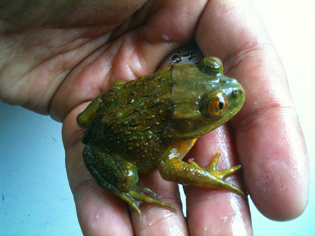Calyptocephalus Gayi 同物異名 みなと店発 ペポニまねーじゃーブログ Calyptocephalus Gayi 同物異名 みなと店発 ペポニまねーじゃーブログ