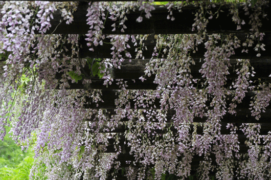 c0093046_5583989.gif