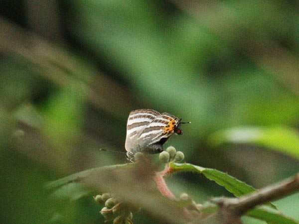 c0045352_12562395.jpg