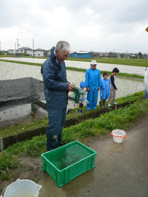 ニゴロブナ放流－魚のゆりかご水田_d0095954_23524751.jpg