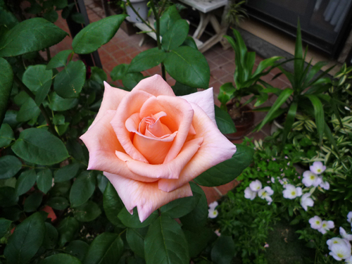 b0045357_8511179.jpg