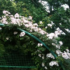 サクラバラ_a0094959_883853.jpg