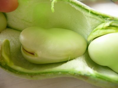 そらまめくんのベッド ぽかぽかてんぽ そらまめくんのベッド ぽかぽかてんぽ