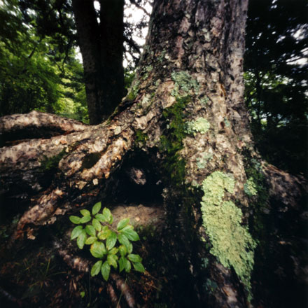 奥日光の「樹」 Pinhole Photography_f0117059_10321898.jpg