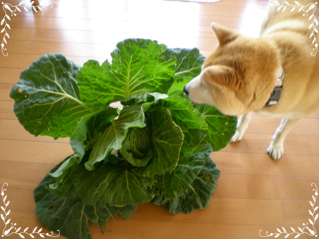 2010年5月23日(日)え~!こころちゃんがキョンを!_f0060461_8475474.jpg