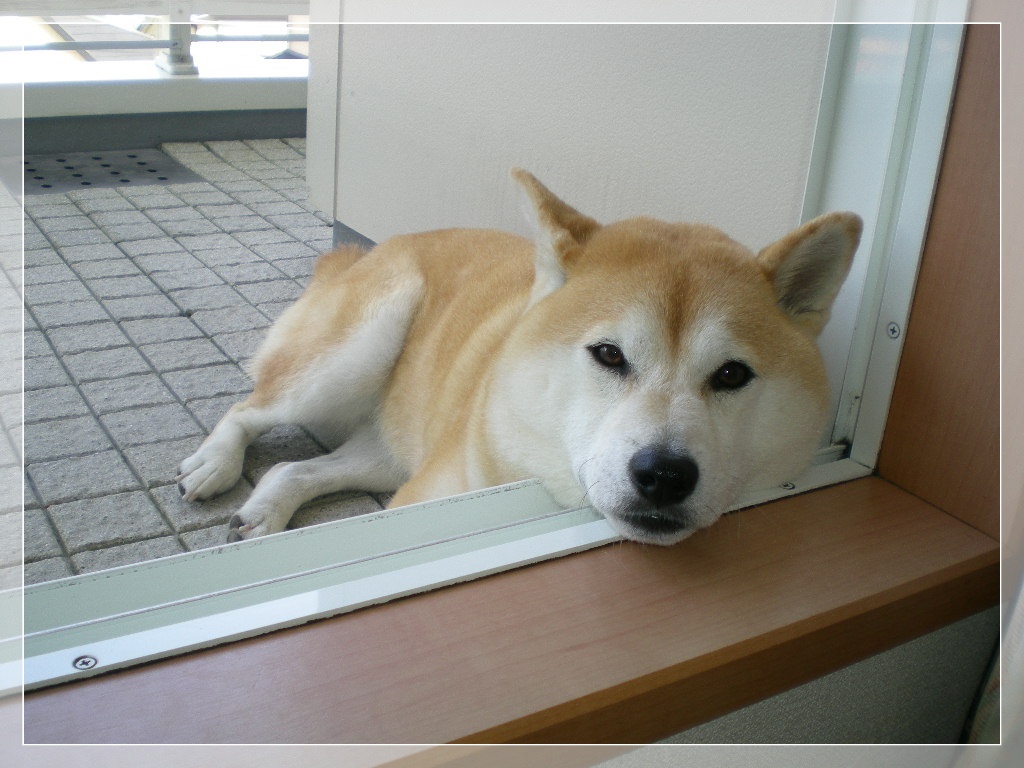 2010年5月23日(日)え~!こころちゃんがキョンを!_f0060461_8594154.jpg