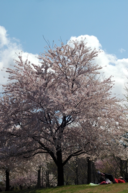 Sakura 2010 #13_c0095062_10498.jpg