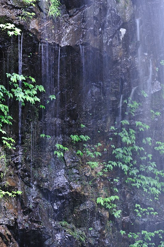 三重県伊賀市山畑　新緑と白藤の滝　（色遊び編） _f0067667_2048984.jpg