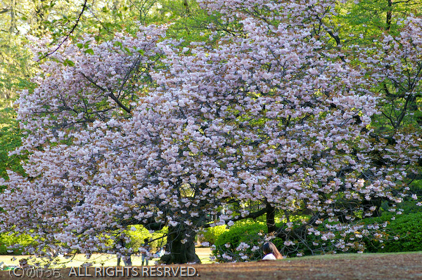 新宿御苑花散歩～その2～_b0136768_23285886.jpg