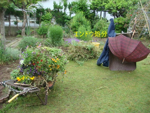 春から夏の花へ　　②きつね温泉計画と田植えシーズン_d0007071_117337.jpg