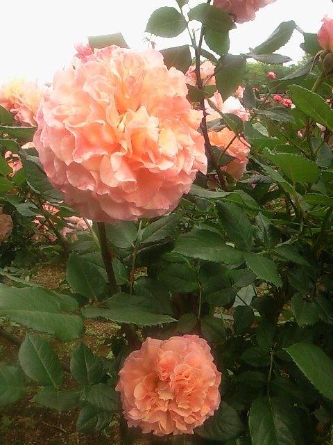 e0192971_86619.jpg
