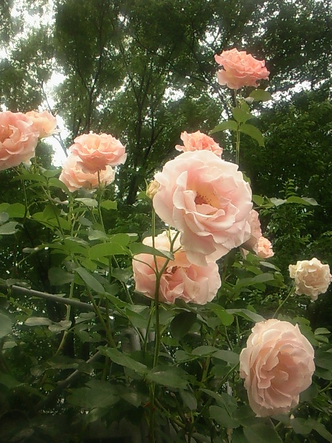 e0192971_89521.jpg