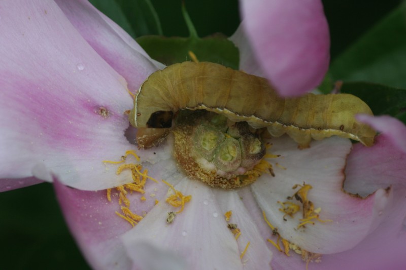 シャクヤクの花を食べる チョウに引かれて