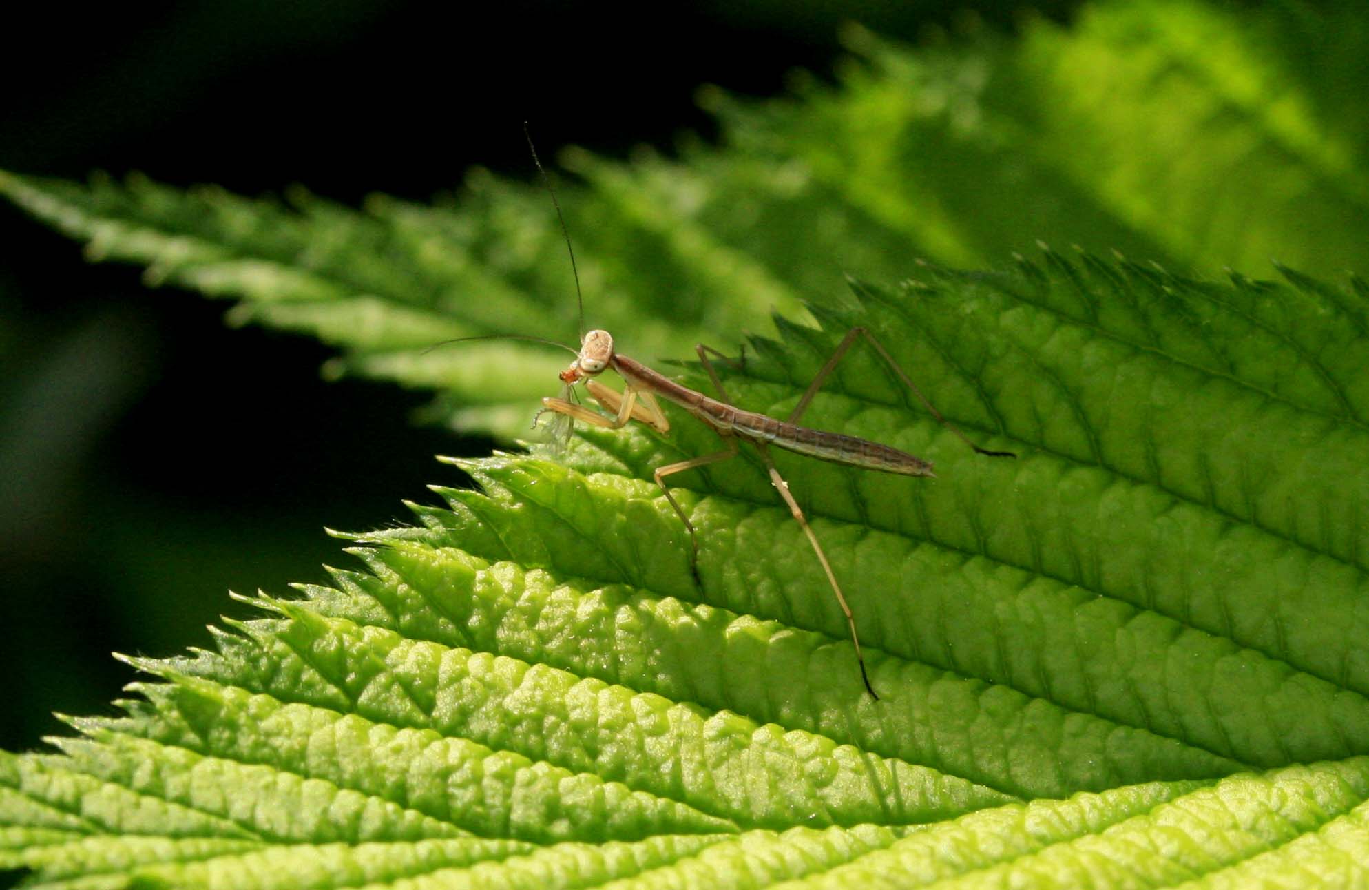 カマキリの赤ちゃん_a0107574_635087.jpg
