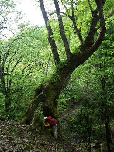 高島トレイル　駒ヶ岳_c0002874_10133956.jpg