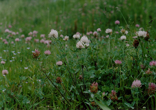 ◆minolta Hi-MATIC 11(1969) ～いなげの浜_e0174382_92271.jpg