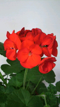 b0134285_044210.jpg