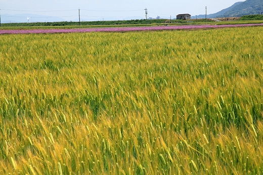 なんちゃって北海道_e0190885_13254324.jpg