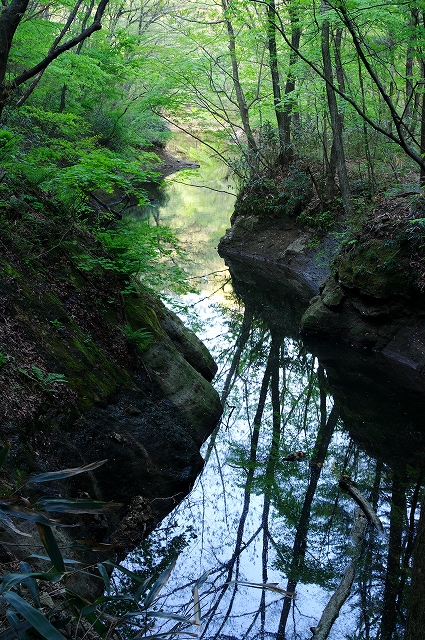 月山池の新緑-2_f0012488_89382.jpg