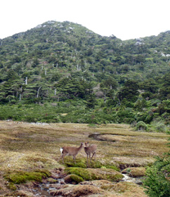 屋久島・その４～宮之浦岳_c0018489_234718.jpg