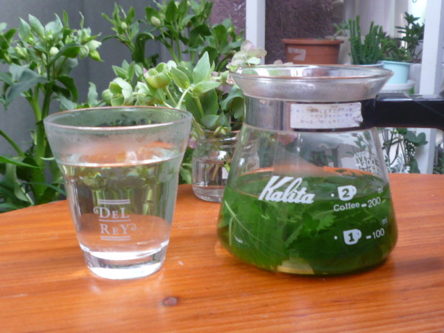 念願のフレッシュハーブティー ナナ ｍｌ日誌