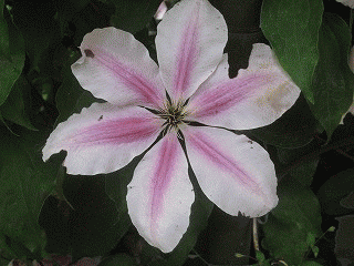 c0078592_154246.gif