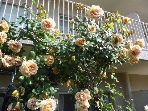 c0108693_22142482.jpg