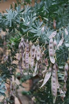 c0124100_13302340.jpg
