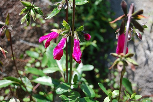 c0124100_1342238.jpg
