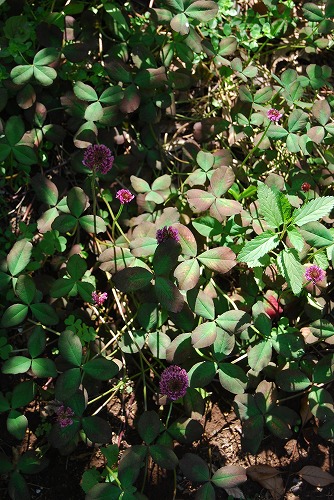 ミモザの剪定 と 紅色の花たち_c0124100_1342385.jpg