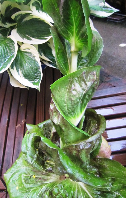 c0125702_19182135.jpg