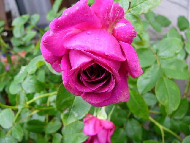a0123003_2137397.jpg