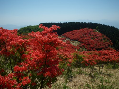 真っ赤っか～の葛城山_a0078106_1422482.jpg