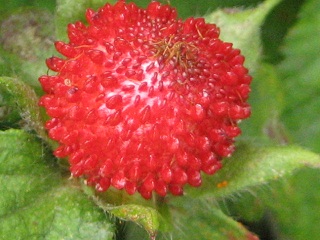 f0077807_16271061.jpg