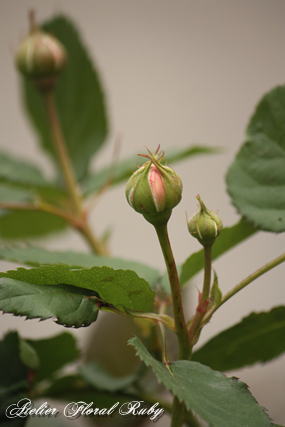 d0001008_1958016.jpg