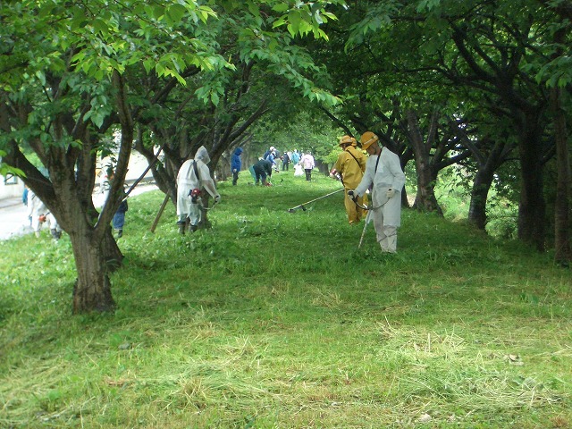元吉原地区の底力! 沼川サクラ並木の草刈り清掃_f0141310_23362715.jpg