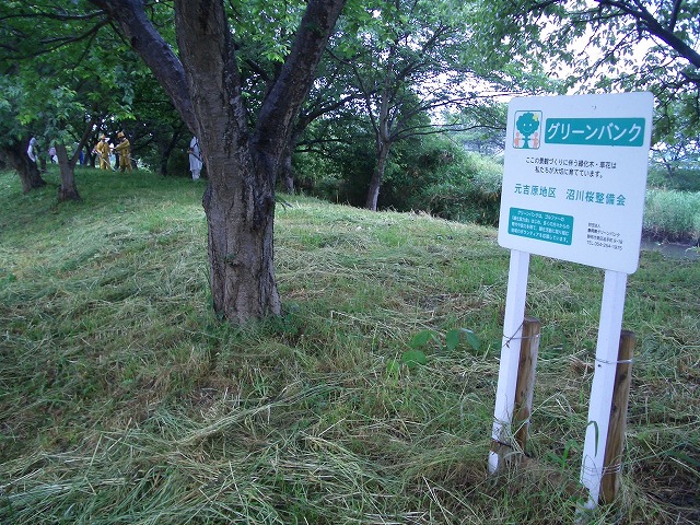 元吉原地区の底力! 沼川サクラ並木の草刈り清掃_f0141310_2338429.jpg