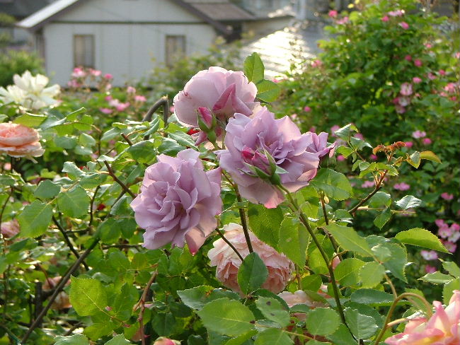 c0212214_23281514.jpg