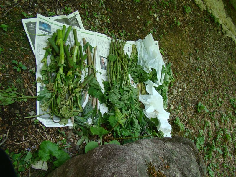 糸岳～小東岳へ・二口山塊「おじ山道中」…なんちゃって_a0127015_19513267.jpg