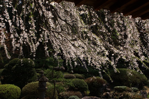 間に合った！　5月の山形　桜紀行_c0055515_23223180.jpg