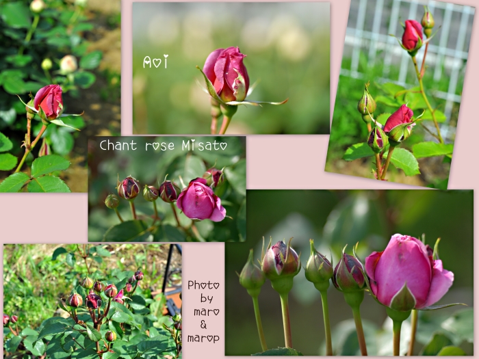 麻呂犬ガーデンをピンクに染めるオキザリス♪♪_e0160417_1116338.jpg