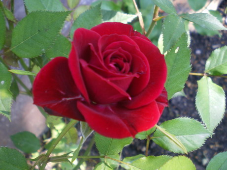 c0124619_17514772.jpg