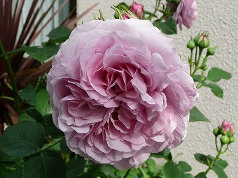 薔薇 ﾗｲﾗｯｸ ﾛｰｽﾞ 木漏れ日の庭 ２